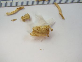 Media type: image;   Herpetology R-6675